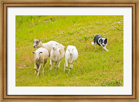 Framed Colorado, Summit County, Border Collie dog Print