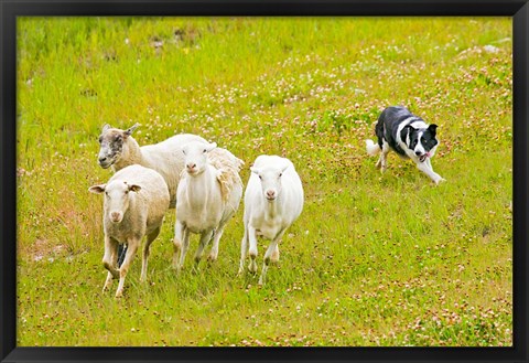 Framed Colorado, Summit County, Border Collie dog Print