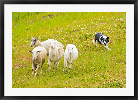 Framed Colorado, Summit County, Border Collie dog Print