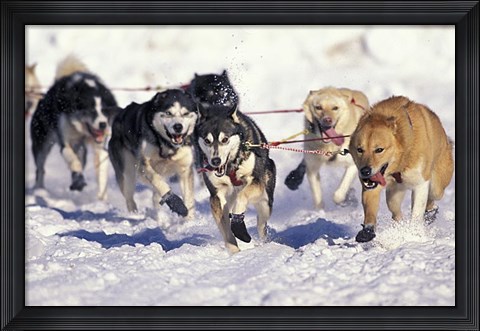 Framed Iditarod Dog Sled Racing through Streets of Anchorage, Alaska, USA Print
