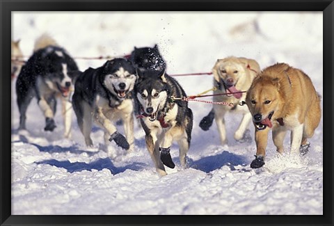 Framed Iditarod Dog Sled Racing through Streets of Anchorage, Alaska, USA Print