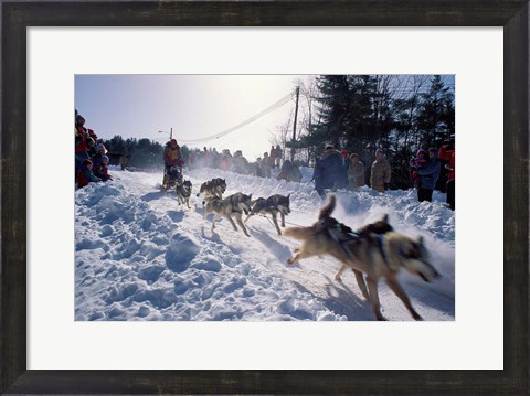 Framed Sled Dog Team Starting Their Run on Mt Chocorua, New Hampshire, USA Print