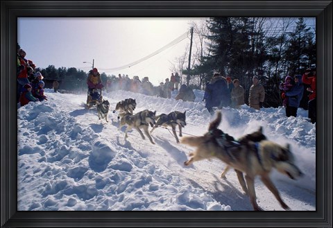Framed Sled Dog Team Starting Their Run on Mt Chocorua, New Hampshire, USA Print