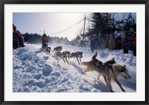 Framed Sled Dog Team Starting Their Run on Mt Chocorua, New Hampshire, USA Print