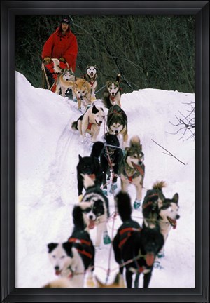 Framed Dog Sled Racing in the 1991 Iditarod Sled Race, Alaska, USA Print