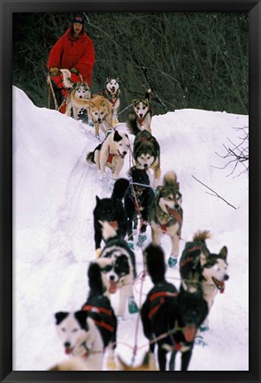 Framed Dog Sled Racing in the 1991 Iditarod Sled Race, Alaska, USA Print