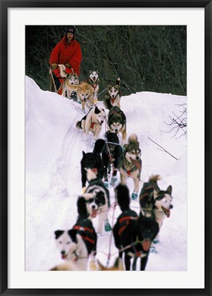 Framed Dog Sled Racing in the 1991 Iditarod Sled Race, Alaska, USA Print