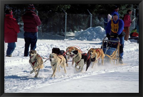 Framed Sled Dog Team, New Hampshire, USA Print