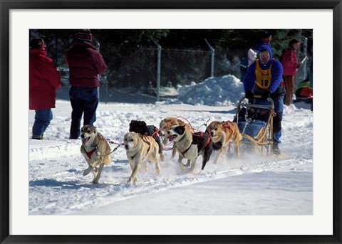 Framed Sled Dog Team, New Hampshire, USA Print