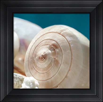 Framed Shell Quartet Print