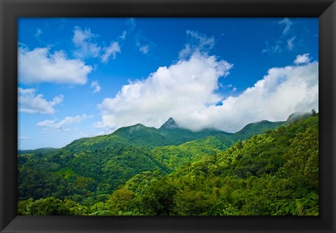 Framed Puerto Rico, El Yunque National Forest, Rainforest Print