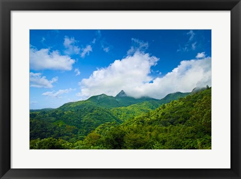 Framed Puerto Rico, El Yunque National Forest, Rainforest Print