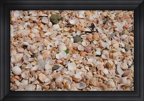 Framed French West Indies, Shell Beach Detail of shell covered beach Print