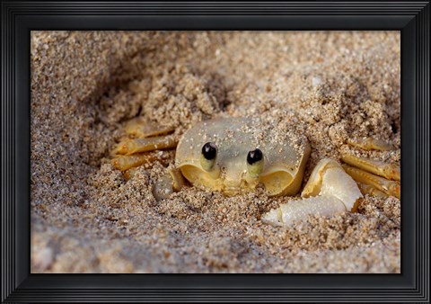 Framed Emerald Beach Sand Crab, Lindergh Bay, St Thomas, US Virgin Islands, Caribbean Print