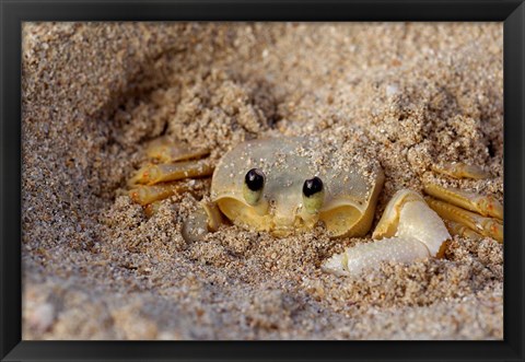 Framed Emerald Beach Sand Crab, Lindergh Bay, St Thomas, US Virgin Islands, Caribbean Print