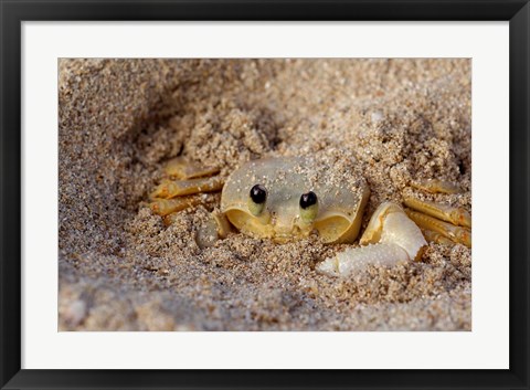 Framed Emerald Beach Sand Crab, Lindergh Bay, St Thomas, US Virgin Islands, Caribbean Print