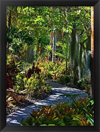 Framed Nature Trail in Charlestown on Nevis, West Indies Print