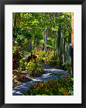 Framed Nature Trail in Charlestown on Nevis, West Indies Print