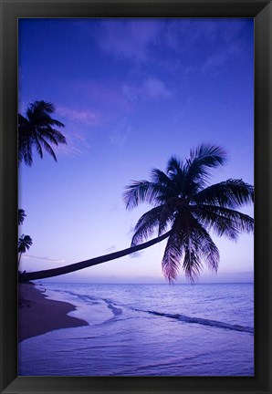 Framed Palm tree, Coconut Grove beach, Cade&#39;s Bay, Caribbean Print