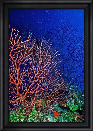 Framed Underwater, Bonaire, Netherlands Antilles Print
