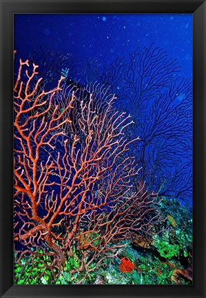 Framed Underwater, Bonaire, Netherlands Antilles Print