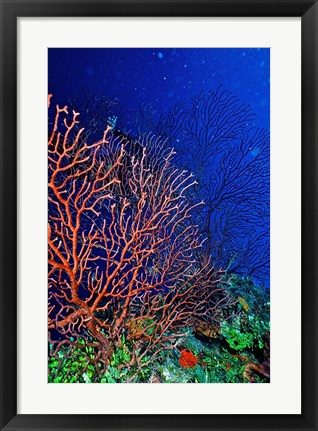 Framed Underwater, Bonaire, Netherlands Antilles Print