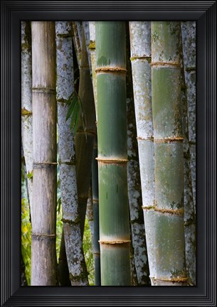 Framed Bamboo, Jardin De Balata, Martinique, French Antilles, West Indies Print