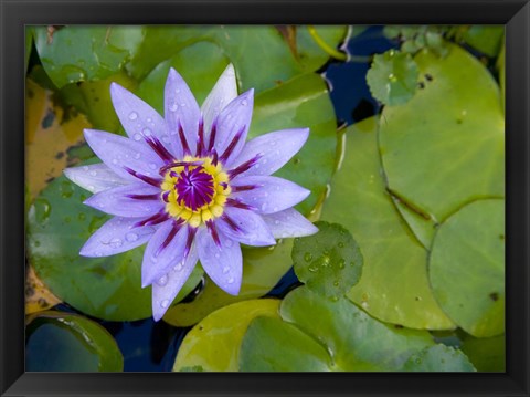 Framed Blue Water Lily, Jardin De Balata, Martinique, French Antilles, West Indies Print