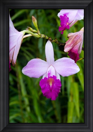 Framed MARTINIQUE, West Indies Bamboo orchid, Balata Garden Print