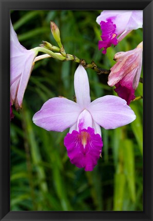 Framed MARTINIQUE, West Indies Bamboo orchid, Balata Garden Print