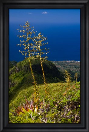 Framed Martinique, West Indies, Agave on Ridge, Mt Pelee Print