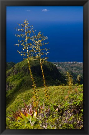 Framed Martinique, West Indies, Agave on Ridge, Mt Pelee Print