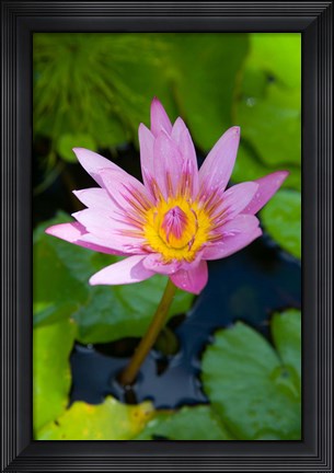 Framed Martinique, West Indies, Water lily flower Print