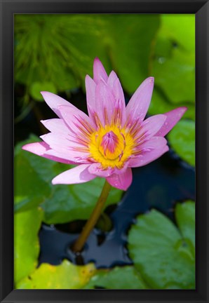 Framed Martinique, West Indies, Water lily flower Print