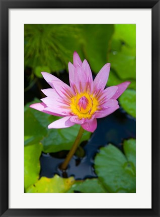 Framed Martinique, West Indies, Water lily flower Print