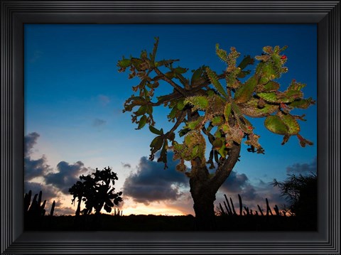 Framed Opuntia moniliformis, Succulent dry forest, Puerto Rico Print