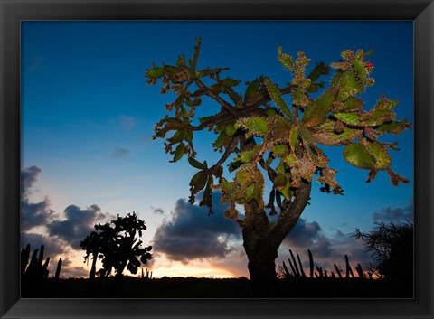 Framed Opuntia moniliformis, Succulent dry forest, Puerto Rico Print