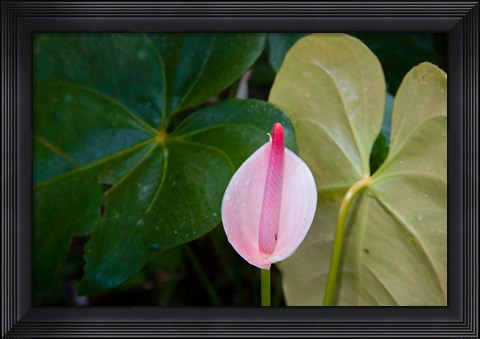 Framed Peace Lily, Jardin De Balata, Martinique, French Antilles, West Indies Print