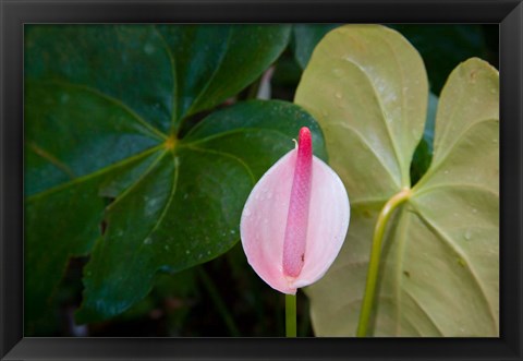 Framed Peace Lily, Jardin De Balata, Martinique, French Antilles, West Indies Print