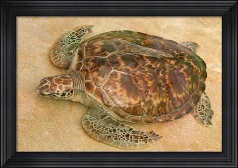 Framed St Vincent, Grenadines Old Hegg Turtle Sanctuary Print
