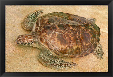 Framed St Vincent, Grenadines Old Hegg Turtle Sanctuary Print