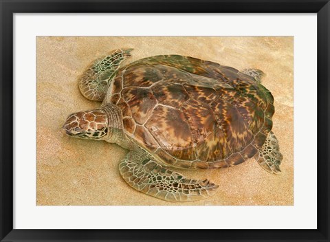 Framed St Vincent, Grenadines Old Hegg Turtle Sanctuary Print