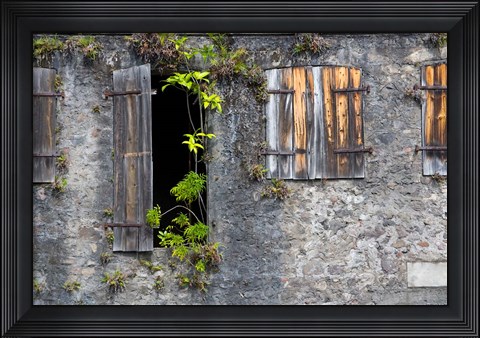 Framed Tropical Plants, St Pierre, Martinique, French Antilles, West Indies Print