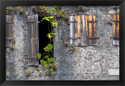 Framed Tropical Plants, St Pierre, Martinique, French Antilles, West Indies Print