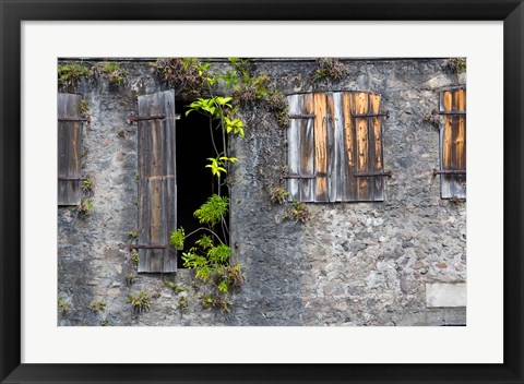 Framed Tropical Plants, St Pierre, Martinique, French Antilles, West Indies Print