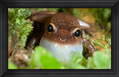 Framed Common coqui frog, El Yunque NF, Puerto Rico Print