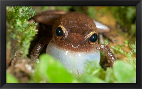 Framed Common coqui frog, El Yunque NF, Puerto Rico Print