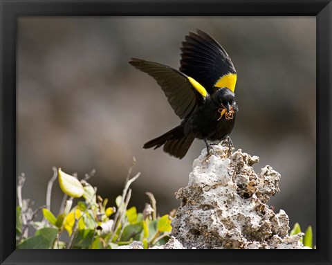 Framed Yellow shouldered blackbird, Mona Island, Puerto Rico Print