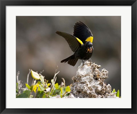 Framed Yellow shouldered blackbird, Mona Island, Puerto Rico Print