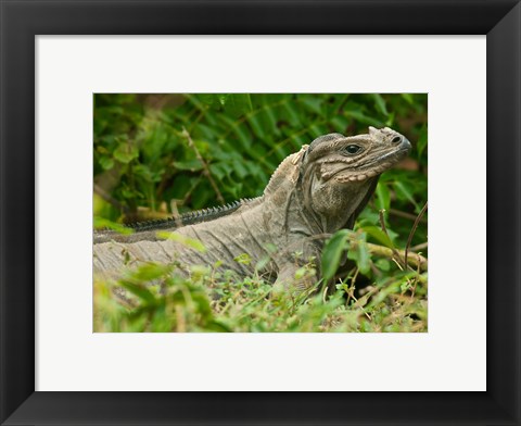 Framed Ground Iguana lizard, Pajaros, Mona Island, Puerto Rico Print